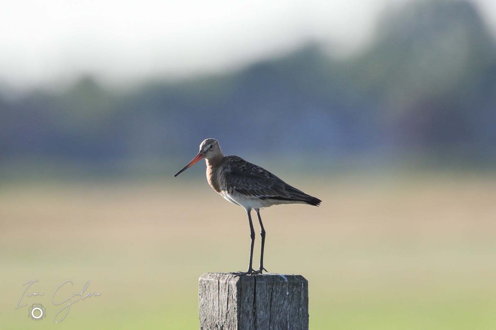 11 juni 2022 202019 1DX47037